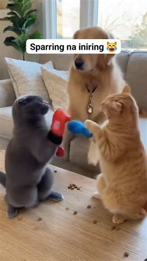 Sparring na miming 😹 #cats #boxing #fypシ゚ #dogs #viralreelschallenge | Johnlee Xavier Cabalida