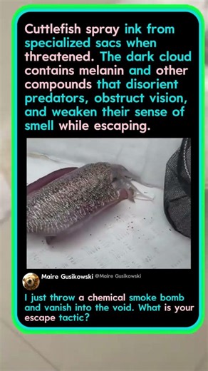 Why Cuttlefish Are Nature’s Ninja! 🦑 #MarineLife #Nature #Facts