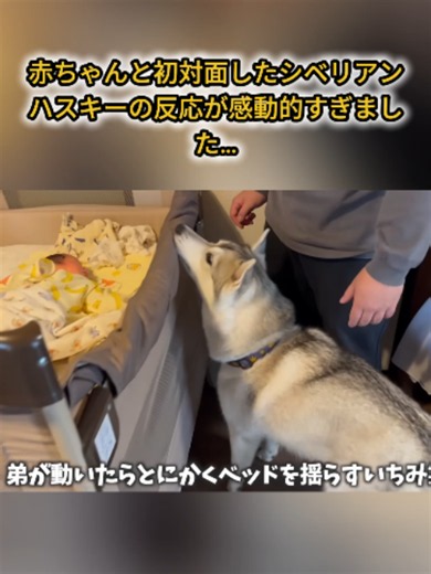 赤ちゃんと初対面したシベリアンハスキーの反応が感動的すぎました…P5 #シベリアンハスキー #赤ちゃん #犬と赤ちゃん #fyp