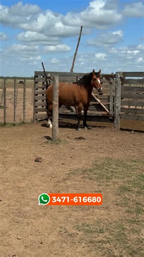 Potra gateada cruza cuarto de milla $1.650.000 Potra gateada cruza cuarto de milla de trabajo de 4 años de edad, atocinada de lo gorda que se encuentra, sanidad excelente, hija de un padrillo cuarto de milla de trabajo Se encuentra en San vicente, santa fe y se entrega con libreta azul al dia y desparasitada Hermoso físico, muy prolija de cabeza, de mucho pecho y ancas Aconsejamos consultarnos por fletes compartidos | Losequinos.com - El mercado online del Caballo