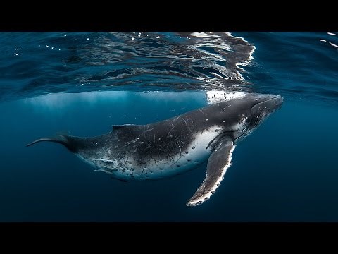 TONGA - Swimming with the Humpback Whale