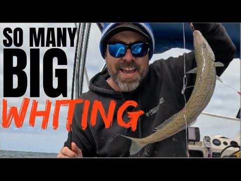 South Australia's Fishing Hot Spot For GIANT Whiting!!