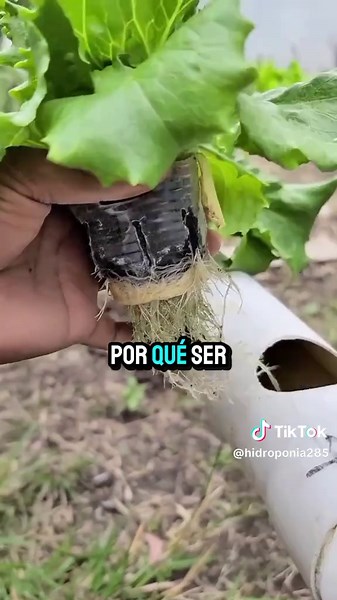 Hidroponia en Casa: Cultiva sin Semillas Fallidas