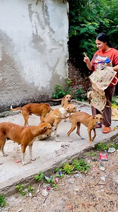 Mumma ki baat sunoge tab treat milegi sabko #puppy #puppies #puppylove #puppylovers #puppylife #dogmother #dogmom #dog #dogs #dogfood #doglife #doglover #doglovers #supportus #blessings #love #reels #viral #instareels #insta #instagram #fb #fbreels #fbreelsvideo #fbreelsfypシ゚viral | Bezubaanjaan1517