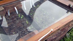 Chill Out - DIY Easy Cold Frame - Gardening Australia