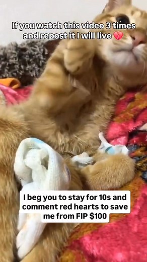 3.4K views · 479 reactions |  URGENT HELP NEEDED  This sweet brown...