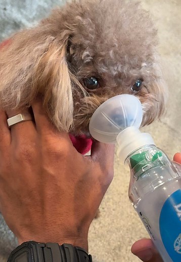 Good Boy Taking Medicine: Tiny Toy Poodle Being Brave