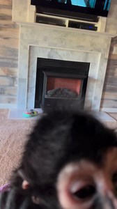 Popping the bubbles with her hand 🤣 | Keke The Spider Monkey