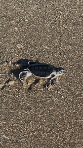A single female sea turtle can lay over 400 eggs in one season, spread across several nests. She’ll return multiple times to lay because every nest helps balance the tough odds hatchlings face. If one nest gets washed out by a storm or tide, her earlier nests help make up for the loss. Every single sea turtle nest truly makes a difference and that’s why conservation matters #SeaTurtles #OceanHealth #ProtectWhatYouLove #STPS #SeaTurtlePreservationSociety #FloridaWildlife #MelbourneBeach #Conserva