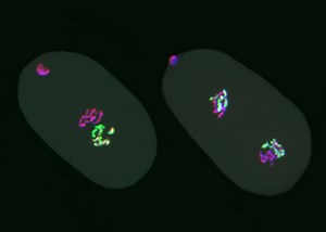 Epigenetic Marks Can Pass Down to Multiple Generations | Genetics And Genomics