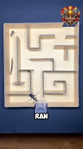 Centipede vs Beetle vs Ant — Who Wins? 😳