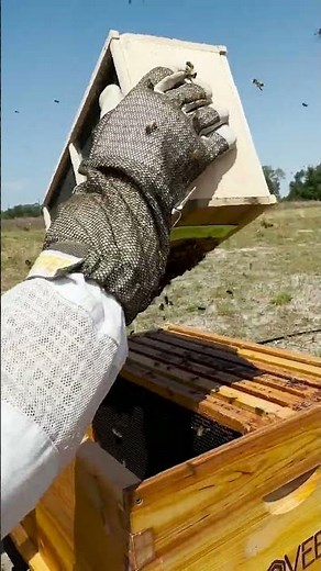 We Installed Bees WITHOUT Shaking Them… Did It Work? | Vlovebee Hive