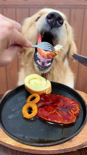 Dog eats better than me series #DogEating #MyGoldenRetriever #DogFoodDailyLife #DogMukbang