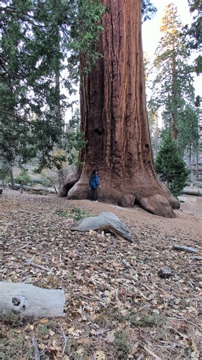 TRAIL OF 100 GIANTS, CALIFORNIA | Ana Marie Vistar Gerace