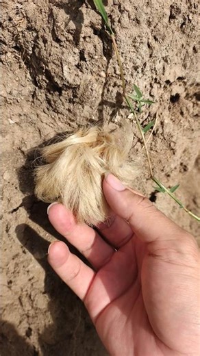 Encontré pelo dentro de una pileta abandonada ¿de que es el cabello? #piscinas