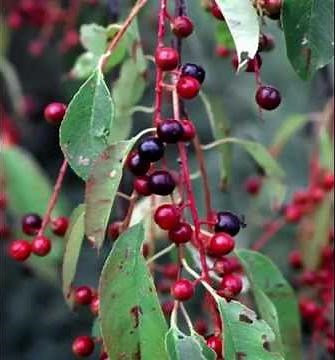 Health Benefits of Chokecherry Fruit