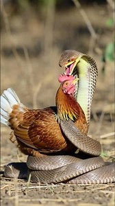 Snake vs Hen Fight | Real Survival Battle | Unbelievable #shortsfeed #viral #animals #animation