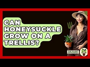 Can Honeysuckle Grow On A Trellis? - The Plant Enthusiast