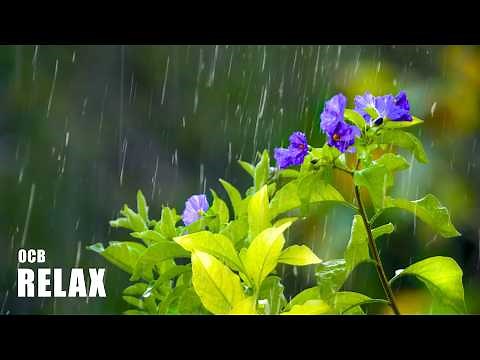 Relaxing Piano & Rain 🌧️ Radio