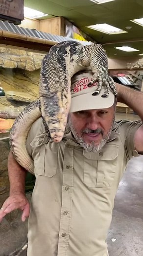 Funny Lizard Climbing Video