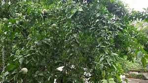 Bael in the tree. Aegle marmelos commonly known as bael (bili or bhel) also Bengal quince, golden apple, Japanese bitter orange, stone apple or wood apple.The tree is considered to be sacred by Hindus