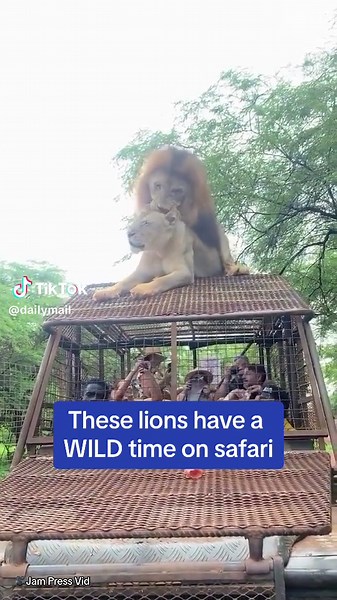 These tourists probably saw a little too much on this safari ride 😳 🎥Jam Press Vid #lion #lying #safari #wild #jeep #ride #tourist #wildlife #southafrica