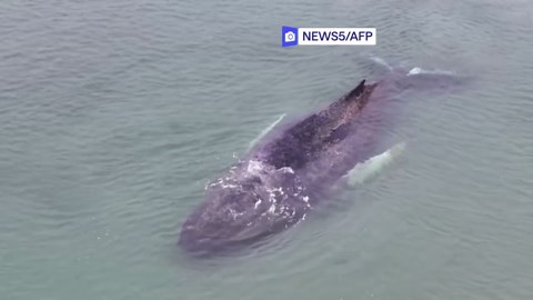 Deutschland: Wal strandet an Ostseeküste