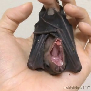 9GAG: Go Fun The World on Instagram: ""I’m the night!” - @nightgliders - #fruitbat #9gag #batman"