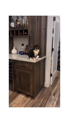 OtherWise.HQ on Instagram: "@otherwise.hq posts the best funny content on TikTok and instagram daily (🎥Credit:gurlyhub_ig) #fyp #cat #funny #catlovers #catlife"