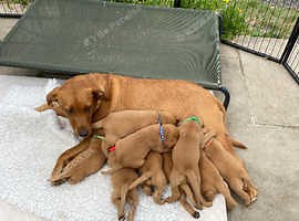 Fox Red Labrador KC Registered Puppies For Sale