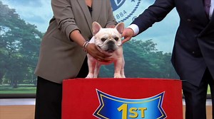 French bulldog is still top US breed | American Kennel Club reveals most popular dog breeds of 2025