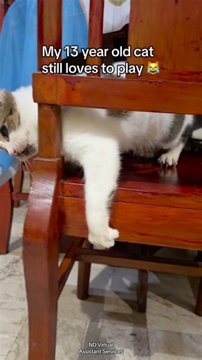 My 13 year old cat still loves to play! 😹 #cat #seniorcats #playing #funny #funnyvideo #pet #animals #catlovers #pusa #puspin #petlovers #animallover #ndvirtualassistantservices | ND Virtual Assistant Services