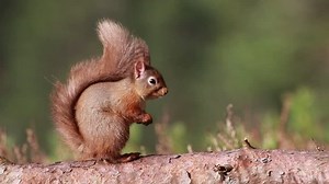 Red Squirrel Sciurus Vulgaris Sitting Walking Stock Footage Video (100% Royalty-free) 1007639791 | Shutterstock