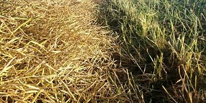 The Agronomists, Ep 163: The swathing vs straight cutting question with Harold Brown and Ian Epp