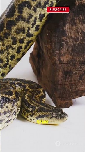 World’s Biggest Anaconda? What They Found in the Amazon