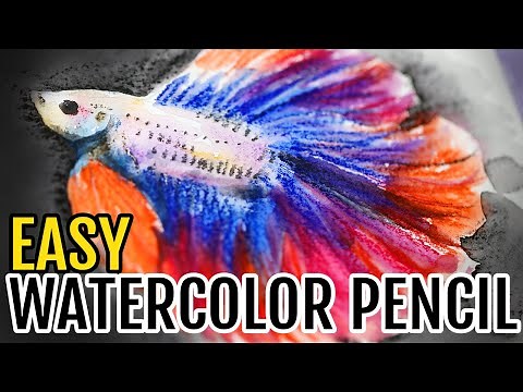 EASY Watercolor Pencil Tutorial Betta Fish Step by Step