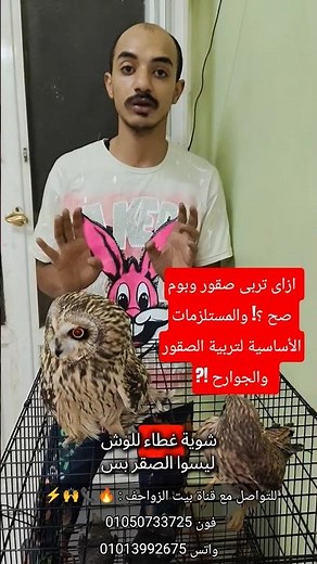How to properly raise falcons and owls?! And the essential supplies for raising falcons and birds...