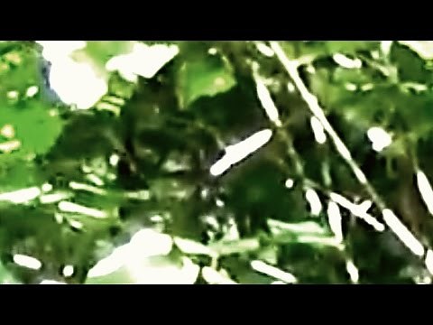 Robert Dodson Films Clear Sasquatch Head