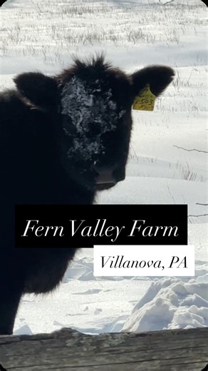 Kendra Spatacco on Instagram: "Nestled right here in Villanova at 567 Darby Paoli Road, Fern Valley Farms is a slice of rural magic amid our bustling Main Line life. Picture rolling fields dotted with majestic black Angus cows, grazing peacefully under the open sky—it’s the kind of view that makes you fall in love with living local all over again. As a Haverford resident (and yes, a Realtor who knows this area inside out), there’s nothing quite like waking up to this serene countryside vibe, whe