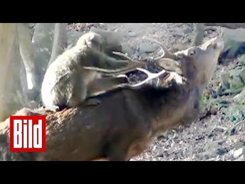 Reitet ein Affe auf einem Hirsch - Ungewöhnliche Paarung