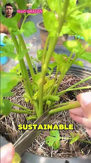 How to Harvest Celery the Right Way (Keep it Growing!). #ngogarden #garden #gardening