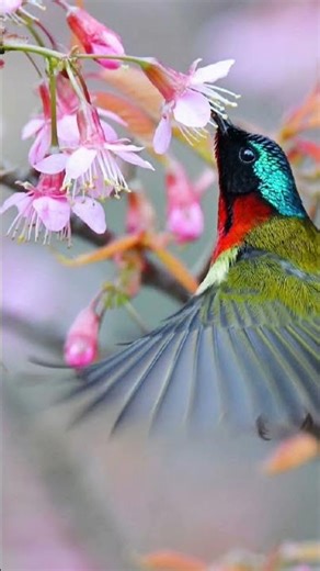 Why This Indian Flag is So Important#allah #motivation #love #nature #viralreel #duet