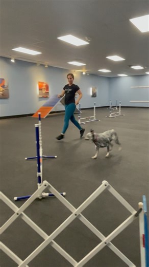 11 reactions | AGILITY COMPETITION IS ON! ⚡️ EVEE is in the Race! Qualifiers Continue 3/23 ⭐️ Finals 4/6 . . . . . . . #dog #training #obedience #agility #tricks #akc #cgc #doggy #puppy #pic #video #picoftheday #videooftheday #viral #fun #happy #pets #all #positive | Zoom Room Dog Training | Facebook