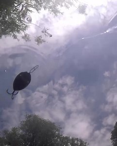 18K views · 191 reactions | Top 5 chub lures  The Salmo Lil’ Bug is an amazing chub lure, and is one of Sam’s top 5 lures to catch them with. What other lures made Sam’s top 5? Watch the rest of the video on our YouTube channel. #chub #lurefishinguk #salmo | Fox Rage | Facebook