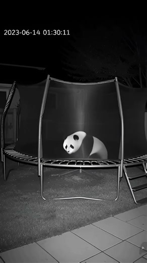 “Cute Panda Jumps on Trampoline 🐼😂 | Internet Can’t Stop Watching!” #shorts