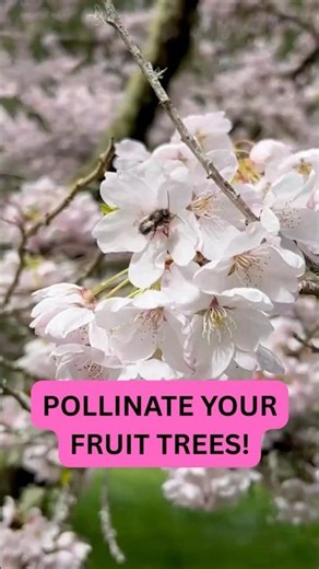 Pollinate Your Fruit Trees with Mason Bees #rentmasonbees #masonbees #pollination