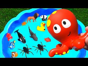 Learn Wild Zoo Animals and Sea Animals For Kids with Shark Toys
