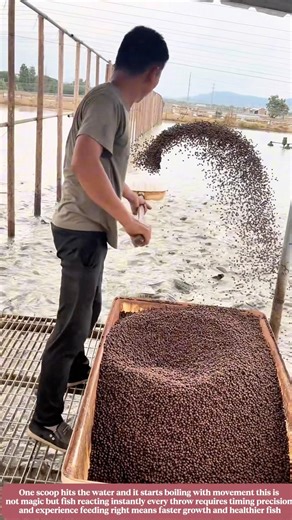 One scoop makes the water explode feeding technique is key in fish farming #labor