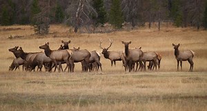 22K views · 491 reactions | Every year sportsmen and women want to know what the Arizona Elk Society is doing here in AZ. Here is the answer, please watch this video and get involved. Without the support of our volunteers, we could not run the successful program we do. Tickets are NOW ON SALE ONLINE for the 16th Annual Arizona Elk Society Banquet. April 8, 2017, at the Mesa Convention Center. CLICK THIS LINK: https://goo.gl/Fpheg2 | Arizona Elk Society | Facebook