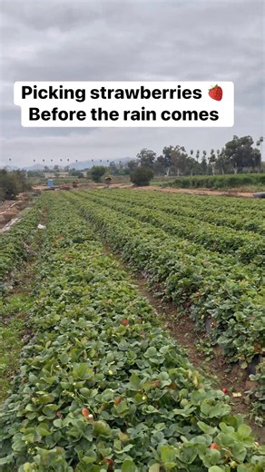 109 reactions · 14 comments | Corona Farms on Reels | Facebook